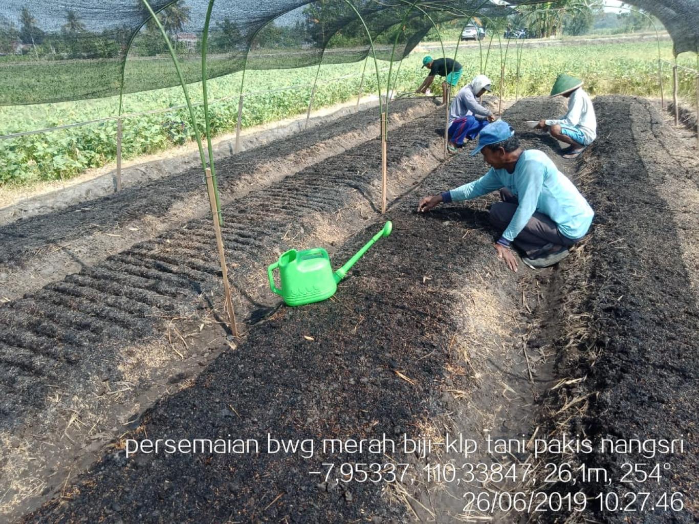 PERSEMAIAN BAWANG MERAH BIJI DI KELOMPOK TANI PAKIS DUSUN NANGSRI
